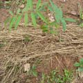 Tephrosia