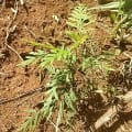 Grevillea