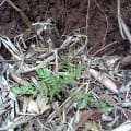 Grevillea