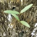 Mangrovia Nera