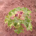Barbados Nut