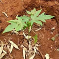 Papaya