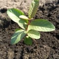 Guava