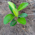 Limón