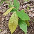 Cacao