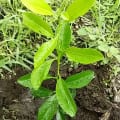 Citronnier