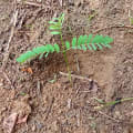 Brasilianische Feuerbaum