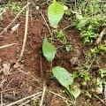 Cacao