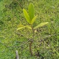 Mangrove Rouge
