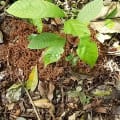 Cacao