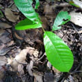 Cacao