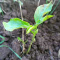 Fruto de la Pasión