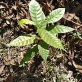 Cacao