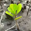 White Mangrove