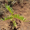 Tefrosia