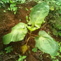 Tamarillo