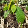 Cacao