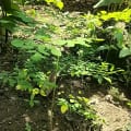 Moringa
