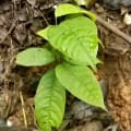 Cacao