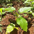 Tree Tomato