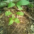 Cacao