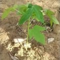 Papaya