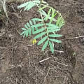 Tephrosia