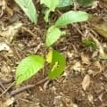Cacao