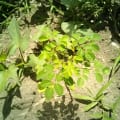 Moringa
