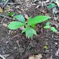 Cacao