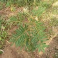 Tephrosia