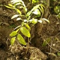 Cedro