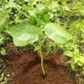 Tamarillo a&J
