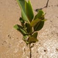 Mangrove Asiatique