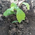 World Cacao