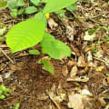 Cacaotier