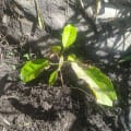 Caoba