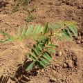 Tephrosia