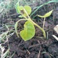 Tamarillo