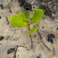Mangrove Blanche