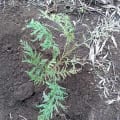 Grevillea
