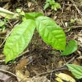 Cacao