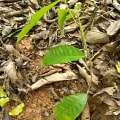 Cacao