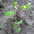 Effendi