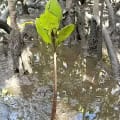 White Mangrove