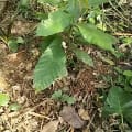 Cacao