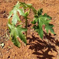 Papaya