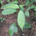 Cacao