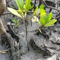 Mangrovia Bianca