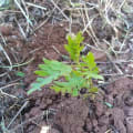 Grevillea